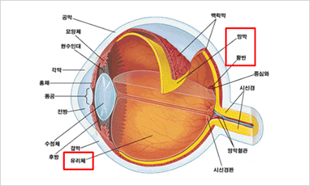 망막 · 유리체 클리닉